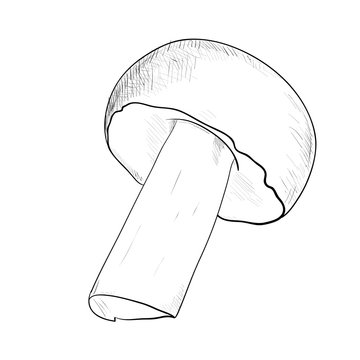 Vector sketch of mushroom