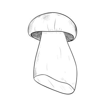 Vector sketch of mushroom