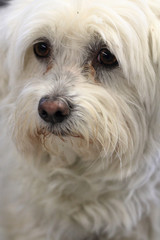 white bichon dog