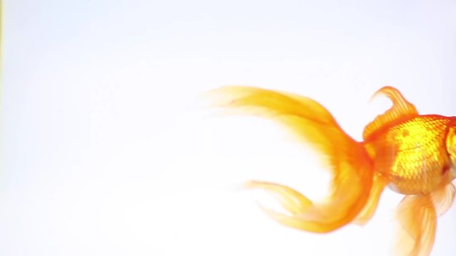 Beautiful goldfish swimming