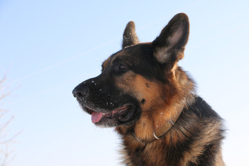 German shepherd dog is guarding an important object