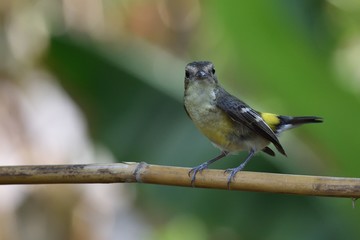 Yellow-rumped Flycatcher