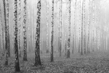 birch forest, black and white photo, beautiful landscape