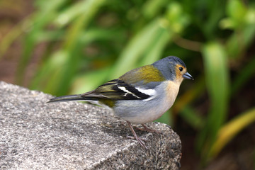 Buchfink auf Madeira