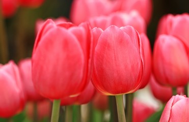 The Pink Tulip flower Garden in Thailand on Sunny day
