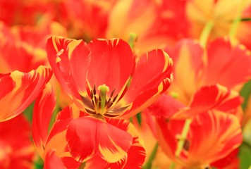 The Tulip flower Garden in Thailand on Sunny day