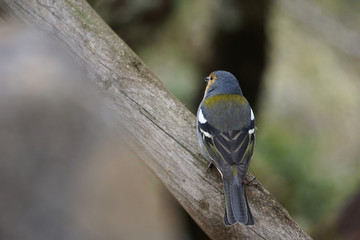 Buchfink auf Madeira