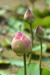 pink lotus flower in blooming