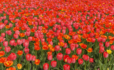 Tulips in the gardens of Vienna.Austria
