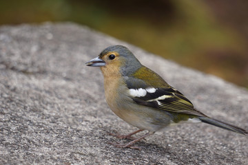 Buchfink auf Madeira