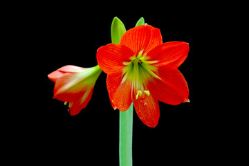 Beautiful Blossoms of red Amaryllis flower