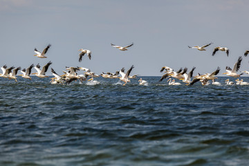 soaring flock of pink pelicans