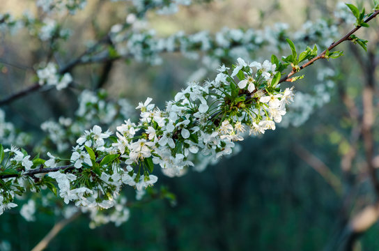 Branch apple tree with white flowers and green leaves