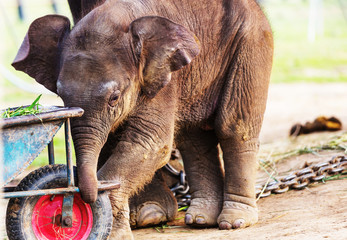 Fototapeta na wymiar Elephant in Nepal