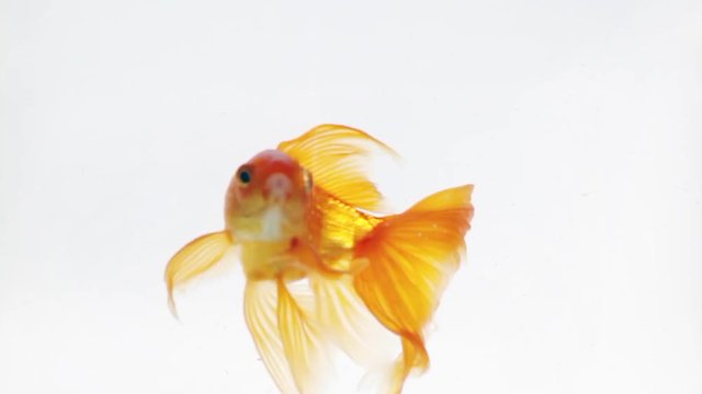 Beautiful goldfish swimming