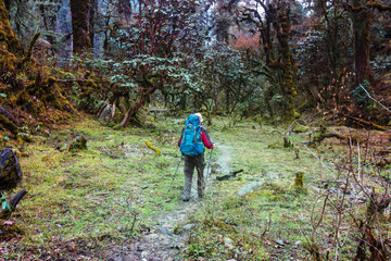 Obraz premium Hike in Nepal jungle