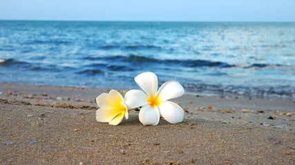 Crédence de cuisine en verre imprimé Frangipanier two plumeria flowers on the sand on the beach