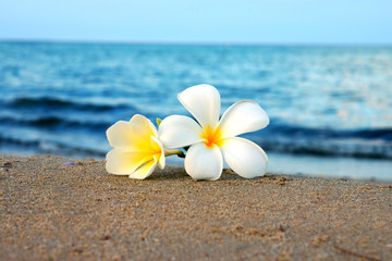 twee plumeria bloemen op het zand op het strand