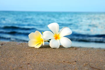 Rolgordijnen Frangipani twee plumeria bloemen op het zand op het strand