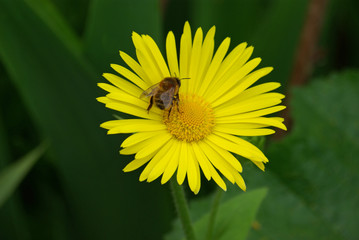 Abeille butinant une marguerite jaune au printemps