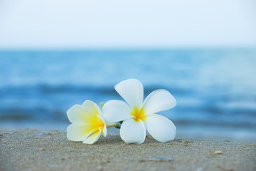 Obraz na płótnie Canvas two plumeria flowers on the sand on the beach