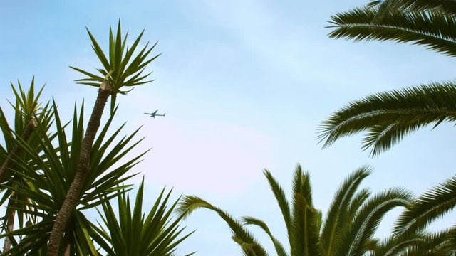 palmen mit flugzeug