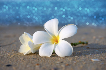 Fototapeta na wymiar two plumeria flowers on the sand on the beach
