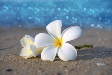 Door stickers Frangipani two plumeria flowers on the sand on the beach