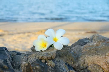 Crédence de cuisine en verre imprimé Frangipanier deux fleurs de plumeria sur le sable sur la pierre.