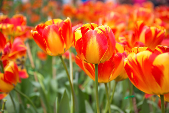Orange tulips in field.