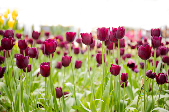 Purple tulips in field.