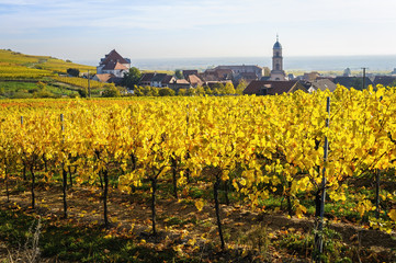 Fototapeta na wymiar The yellow vines in the vicinity of St. Hippolyte in the fall, Alsace, France
