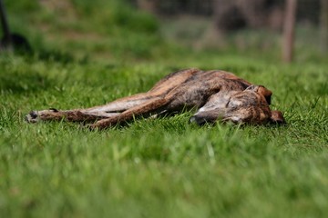 Galgo liegt im Gras und schläft