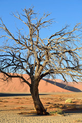 Sossusvlei, Namib Naukluft National Park, Namibia