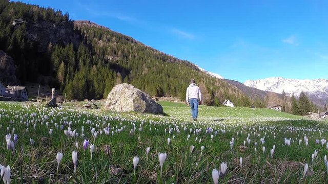 Camminare su prato fiorito - Fiori crocchi -  Primavera nella Valle di Chiareggio (Valmalenco)