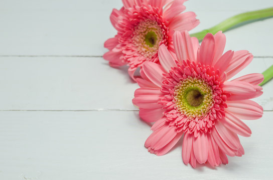 Pink Gerbera daisy flowers on white wooden table