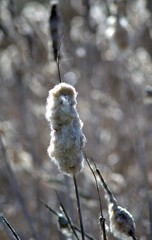 Pałki trzciny przekwitłe nad stawem  © agnes78