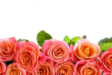 bouquet of pink roses