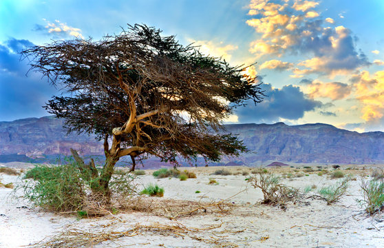 Lonely acacia tree in desert of the Negev, Israel