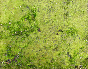 green mos background