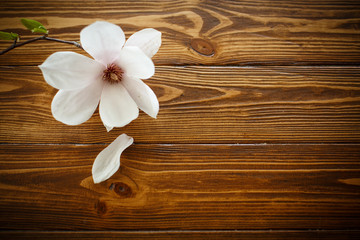 Obraz na płótnie Canvas beautiful magnolia flower