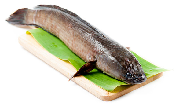 fish meat and Giant snakehead fish with spices