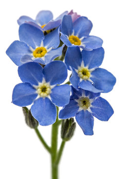 Fototapeta Light blue flowers of Forget-me-not (Myosotis arvensis), isolate