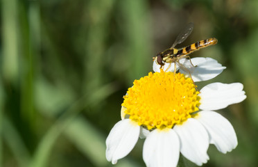 Clyte bélier sur marguerite 