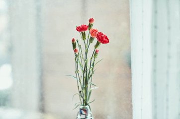Bouquet of red carnations by the window