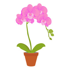 Orchid flower vector