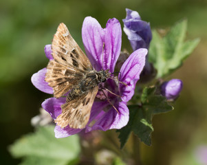 Papillon sur mauve des bois