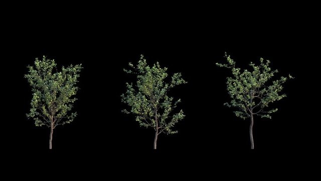 Growing birch trees on black background (with alpha matte, cg animation, full hd) 