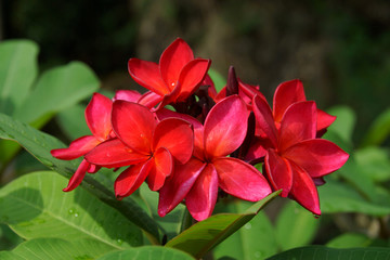 Red Plumeria (frangipani) flowers on tree.