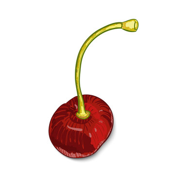 Vector illustration digital painting of cherry